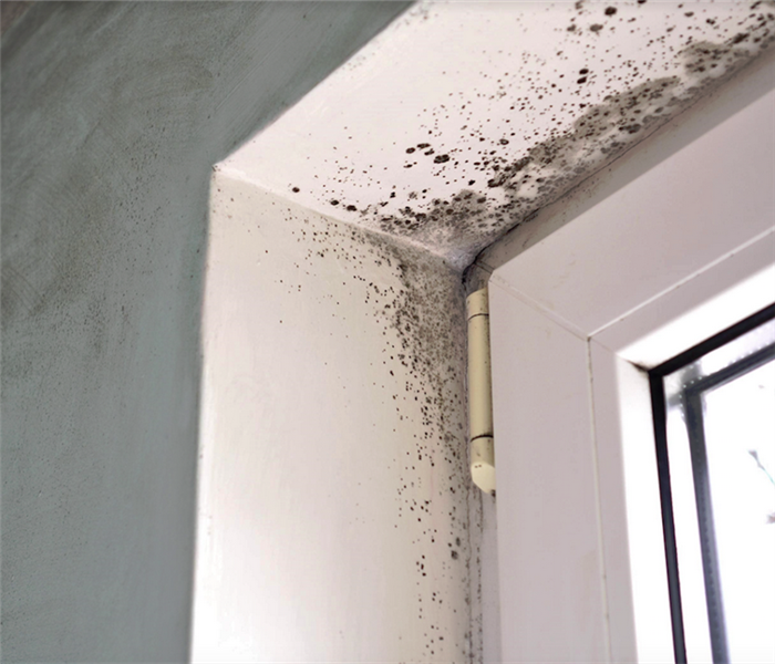 mold growing by a window