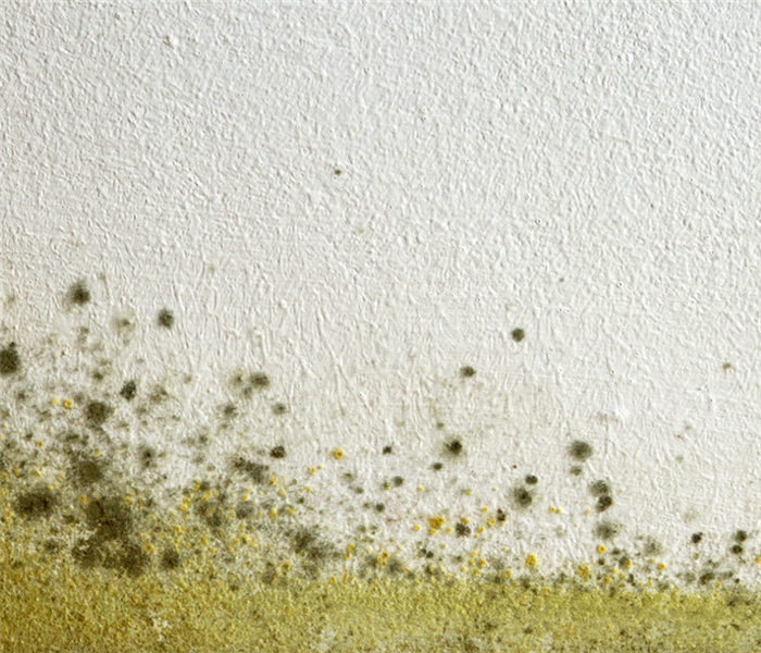 mold growing on a wall