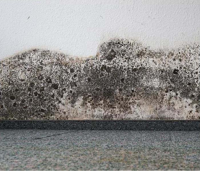 heavy mold growth on wall along baseboard